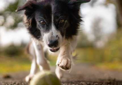 Sos caldo, proteggiamo il cane